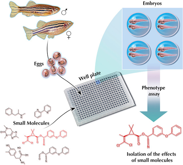 斑马鱼用于新型心血管药物高通量筛选的研究